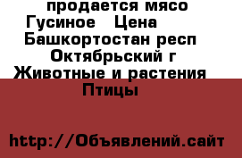 продается мясо Гусиное › Цена ­ 400 - Башкортостан респ., Октябрьский г. Животные и растения » Птицы   